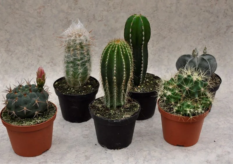 LOT 6 CACTUS 10CM