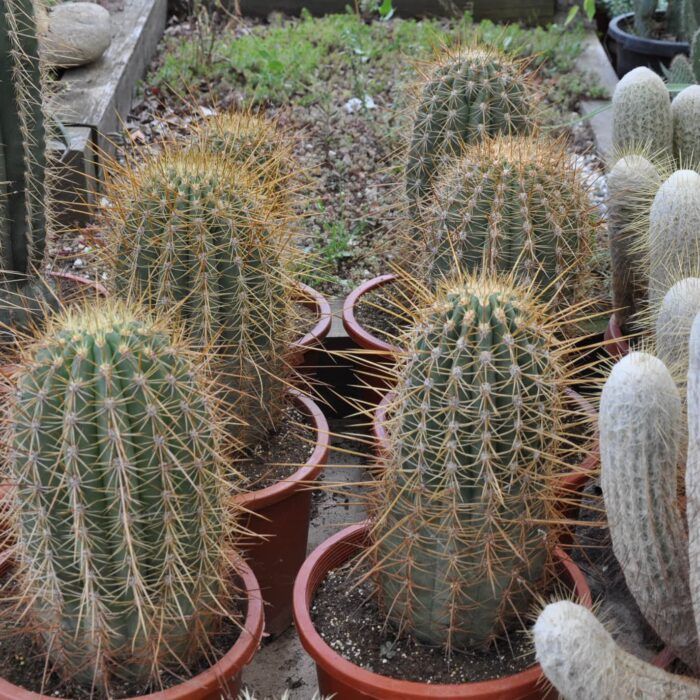Cactus pour le jardin