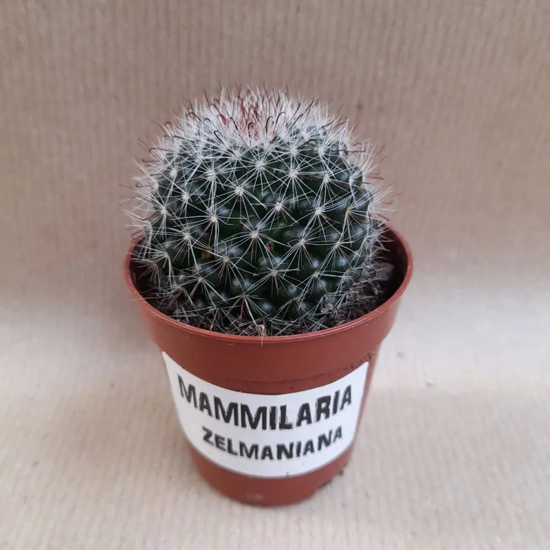 mammilaria zeilmannania