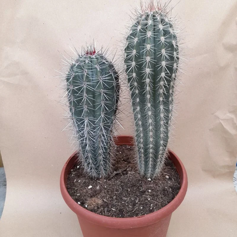 pachycereus pringlei pot diam 27cm