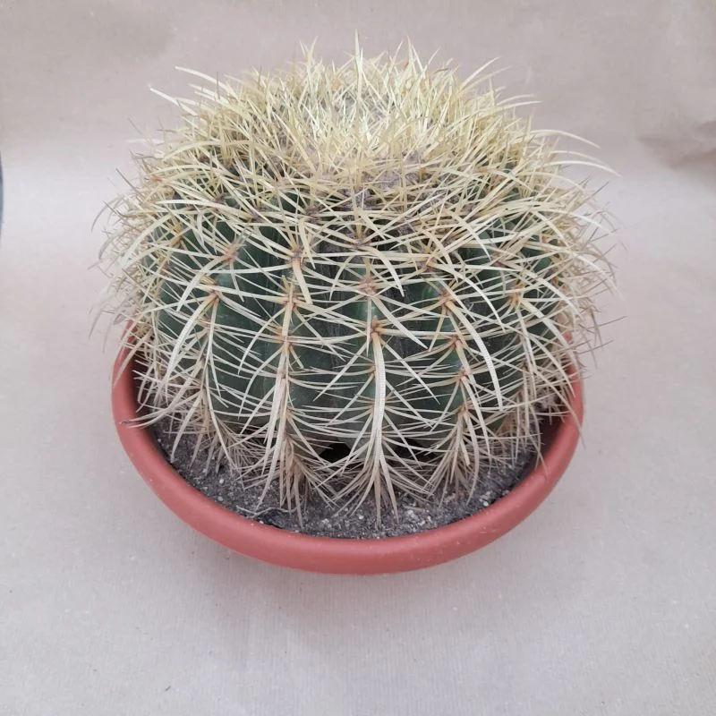 echinocactus grusonii diam 27 cm