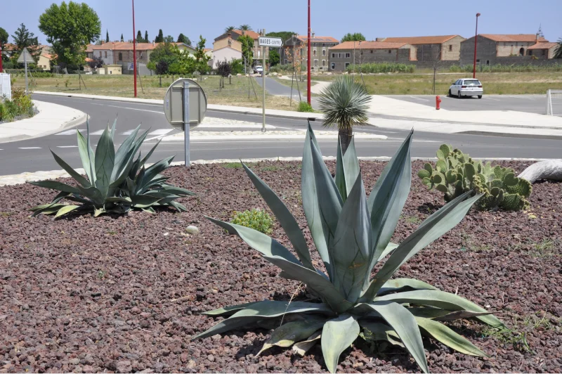 Rond-point en cactus, Bages, Pyrénées-orientales