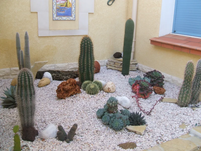 Jardinière de cactus