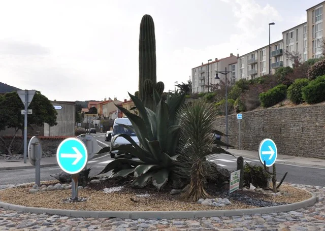 Rond-point de cactus à Port-Vendres