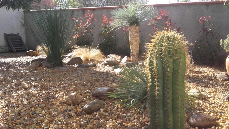 Trichocereus et yucca près de Perpignan