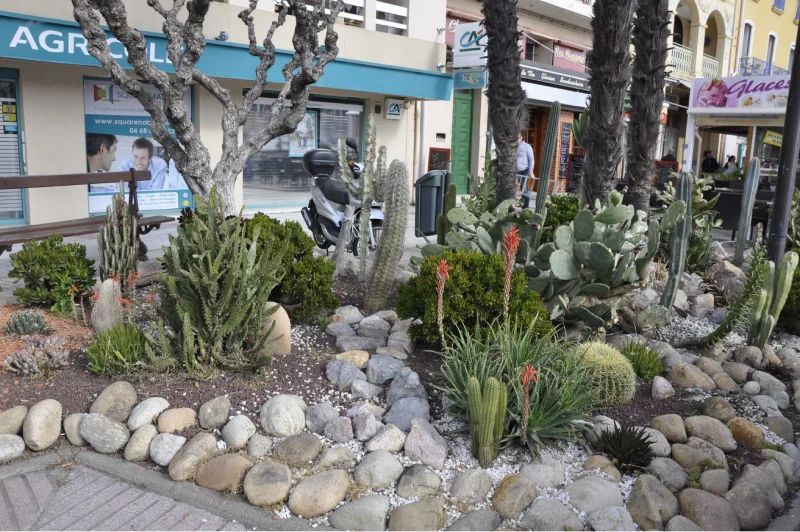Cactus sur les quais de Port Vendres