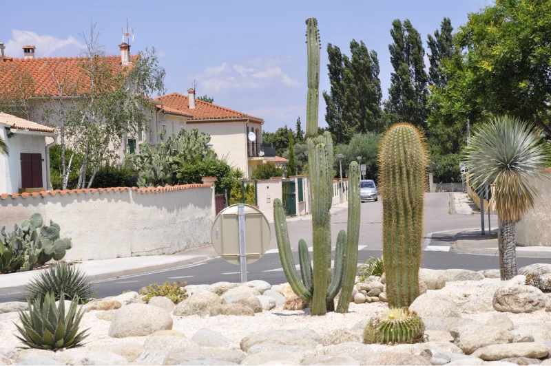 Cactus près de Perpignan