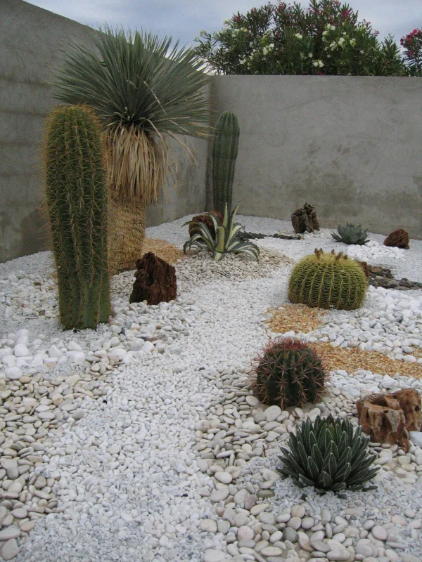 Jardin de cactus à Elne