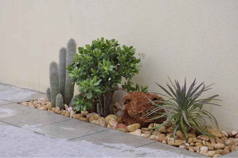 Plate Bande de cactus