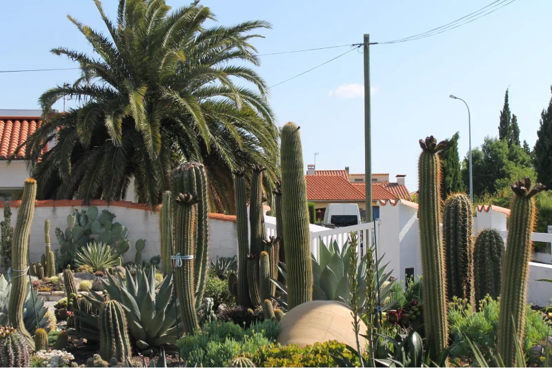Aménagement d'un jardin de cactus près de Perpignan