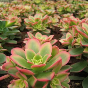 Aeonium