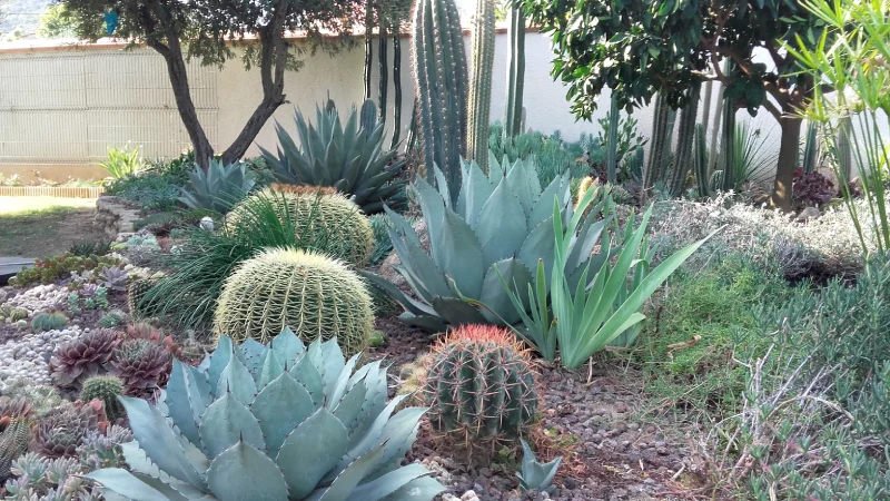 Jardin d'Agaves