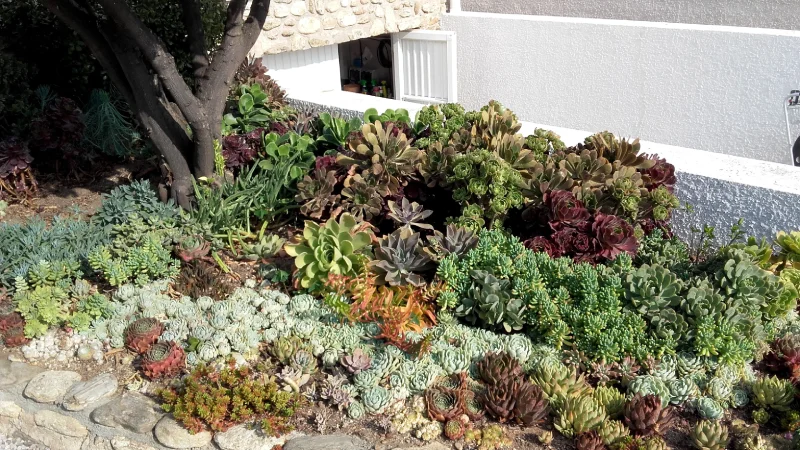 Massif de plantes grasses