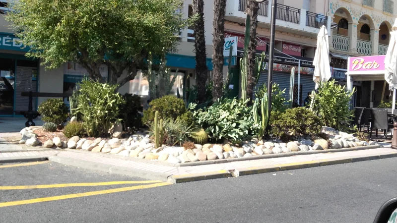 Cactus sur la côte roussillonnaise