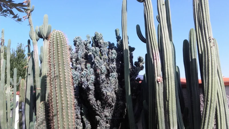 Haie de Cactus Cierge