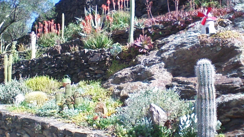 Jardin de cactus à Banyuls sur Mer
