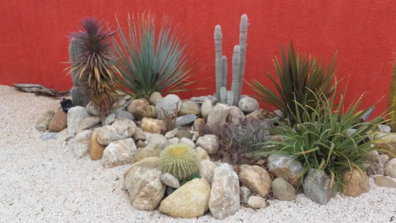 Rocaille de cactus à Perpignan