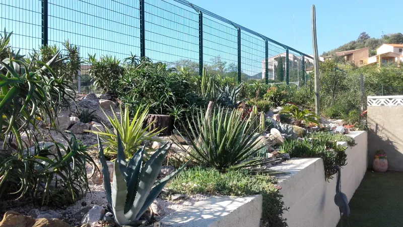 Rocaille de cactus à Banyuls