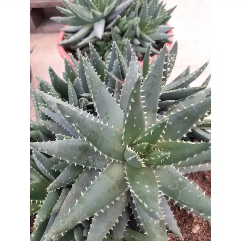 ALOE BREVIFOLIA