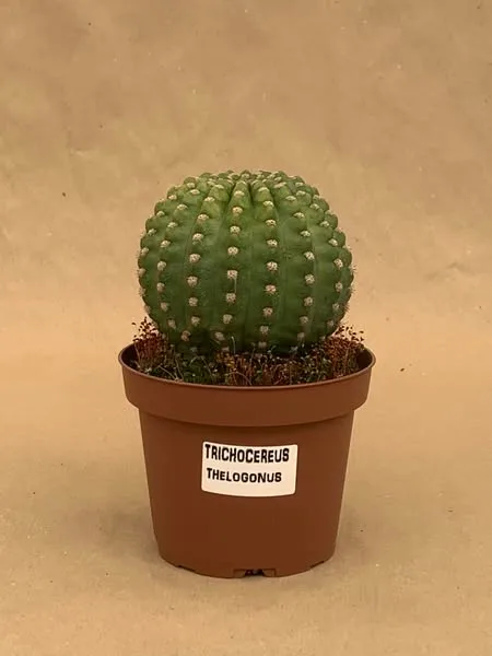 TRICHOCEREUS THELOGONUS DIAM 13 CM