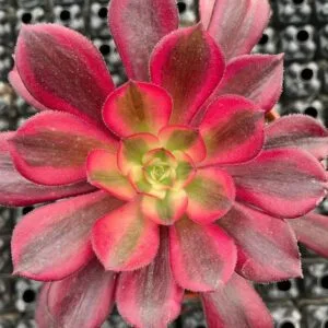 aeonium medusa