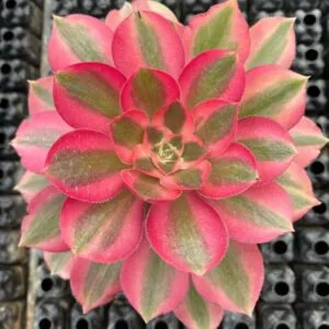aeoniums de collection