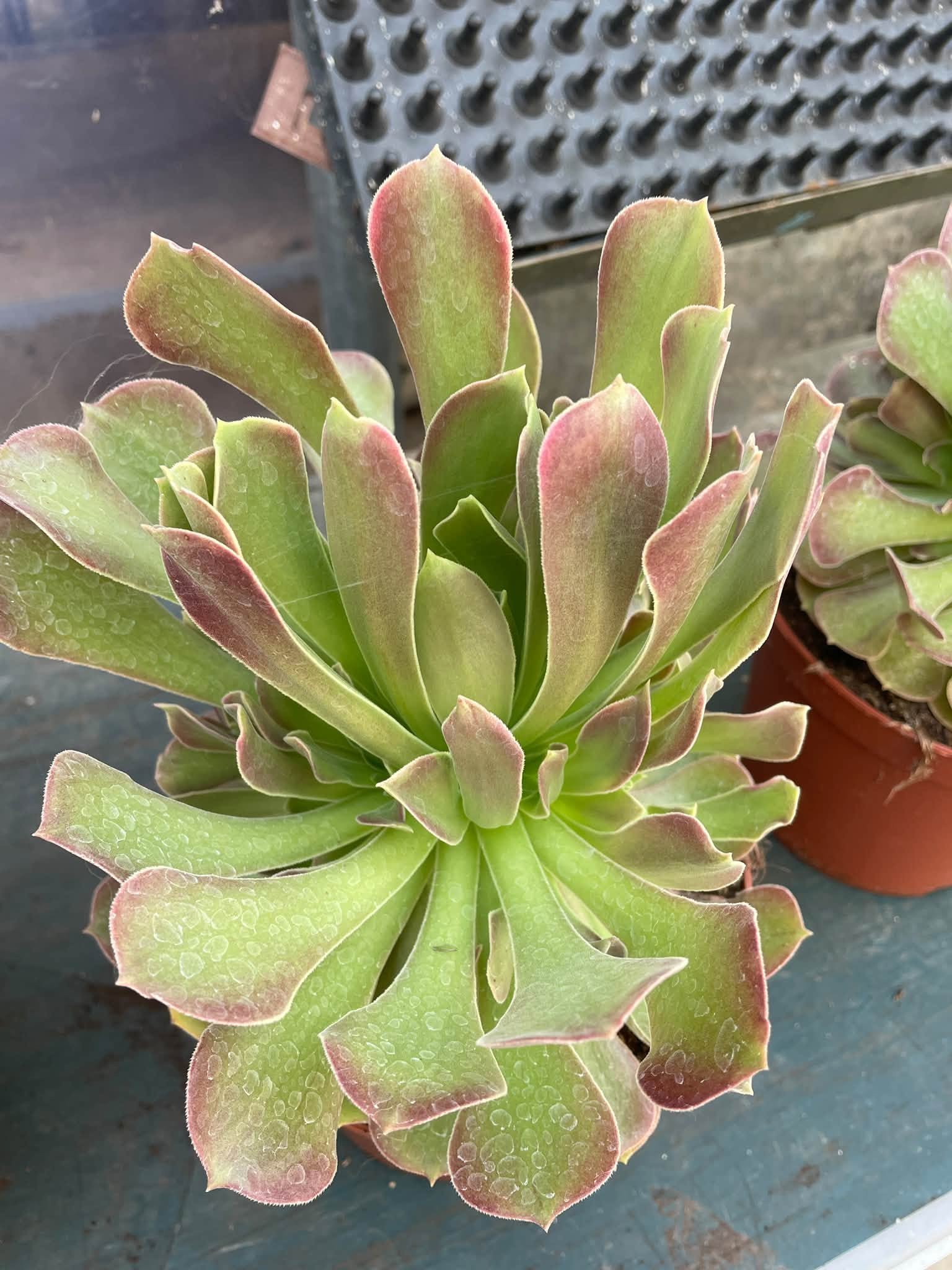 Aeonium athena