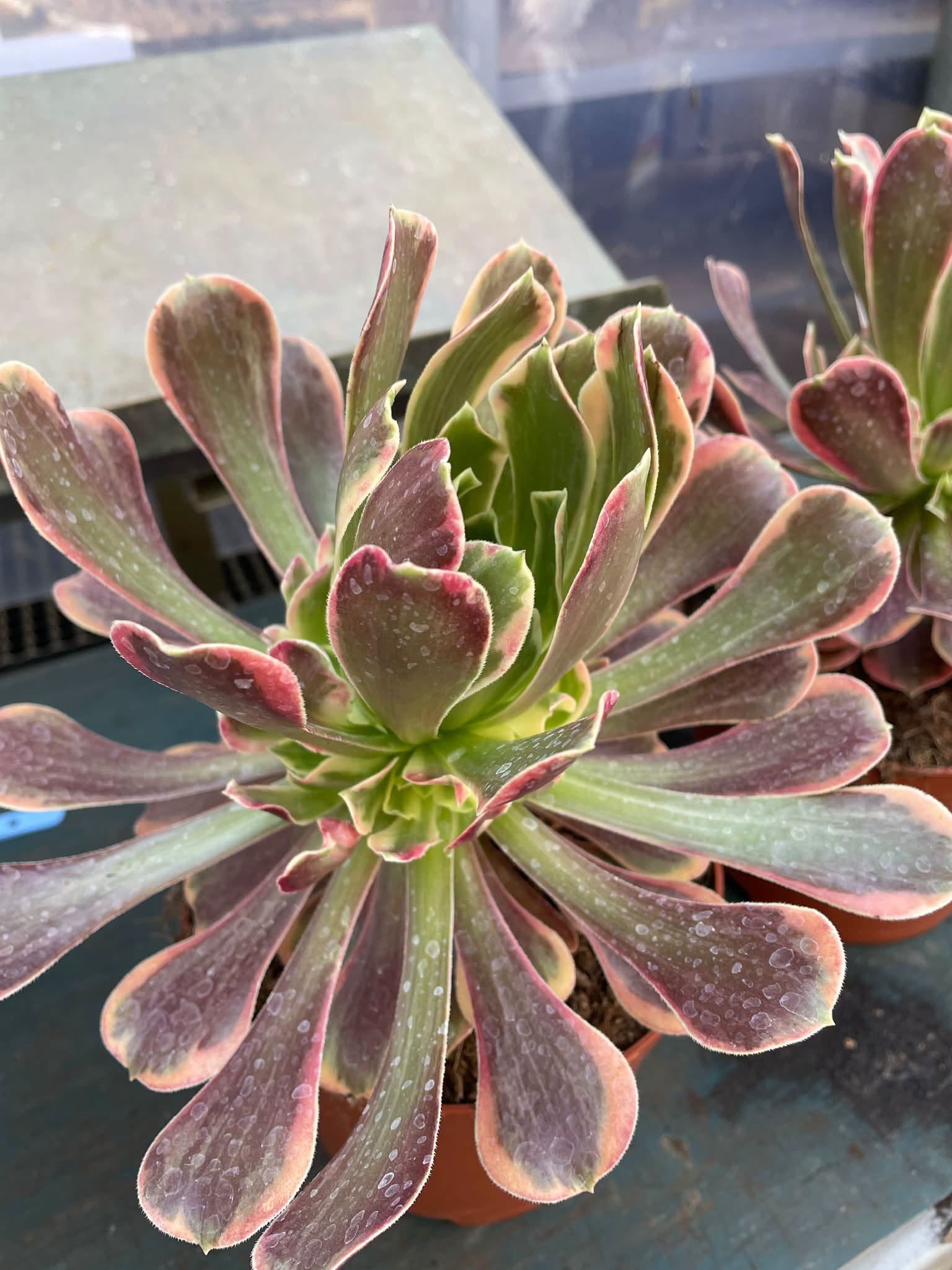 Aeonium canary avec rejet